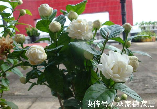 香气|养花试试这款,小小的几朵花,香气四处飘荡