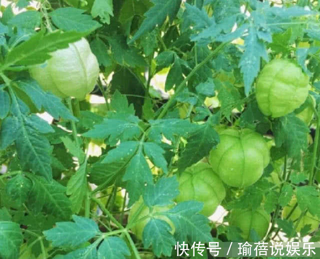 蛇伤|农村常见的野草,果实可以榨油,还是治疗蛇伤的良药,你老家有吗