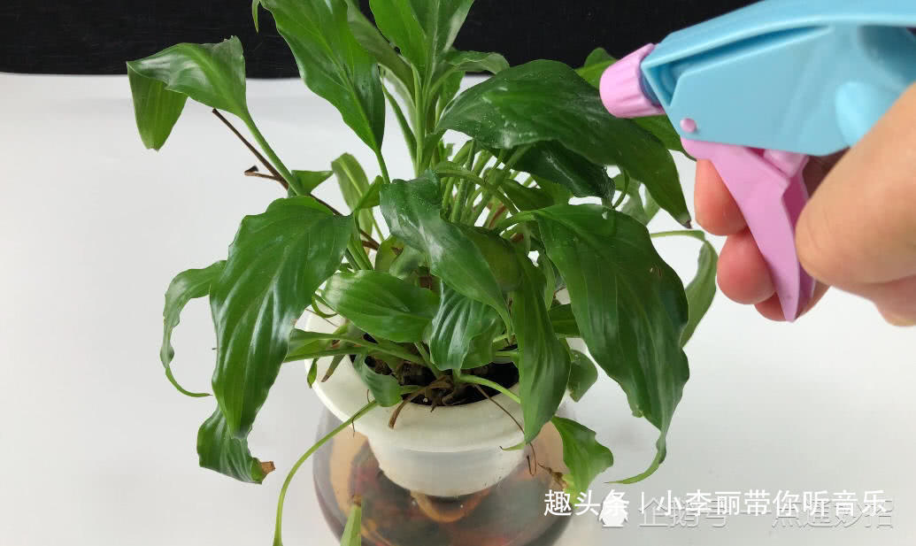 泡过土豆丝的水别着急倒掉,一碗能值好几十,不要再白白浪费了