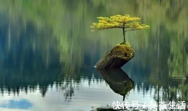 盆栽|世界上又一奢侈品《盆栽》一盆就是一座房子！