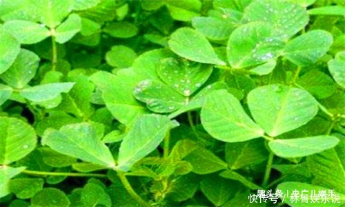 荠菜|人到中年,推荐吃3种食物,排毒护肝,清热明目,增强抵抗力