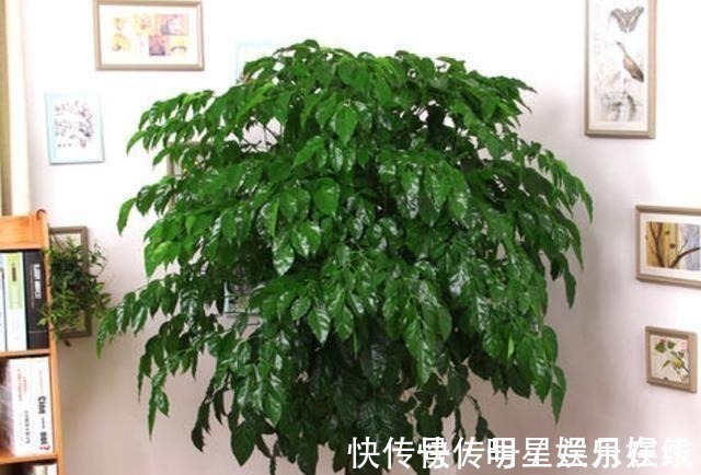 如果不到万不得已，这3种花过年“不要买”，年后买，省钱又好养