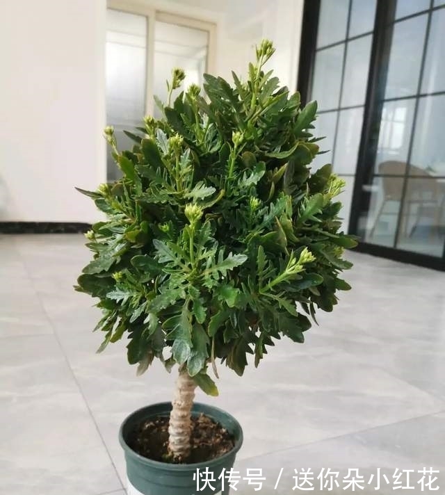 冬天如何使用“磷酸二氢钾”给长寿花促花?