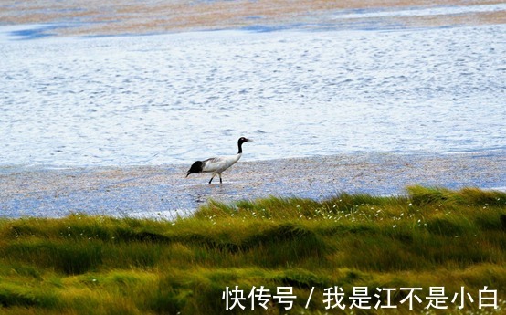 大天鹅|上帝的最后一滴眼泪—都兰湖国家湿地公园