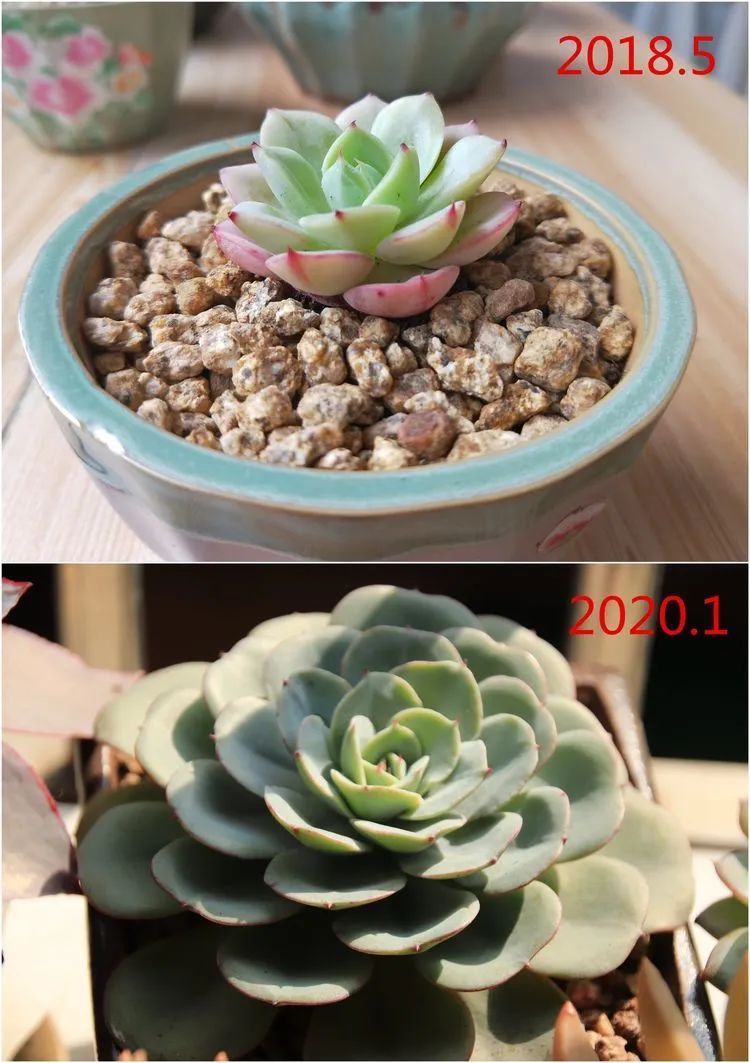 每次的剁手都是忍无可忍，无需再忍！买买买！静待肉美！