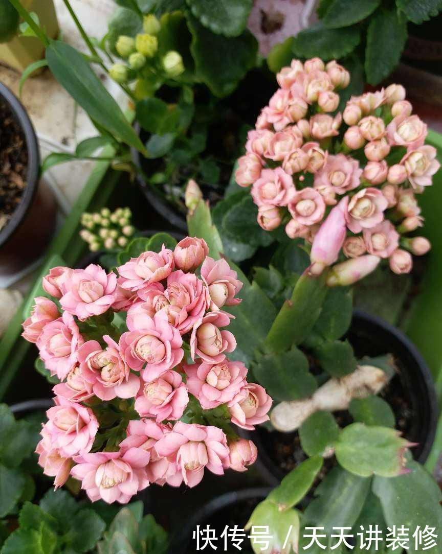 仙客来|家庭常见花卉养护要点,看完你就都会了(下)