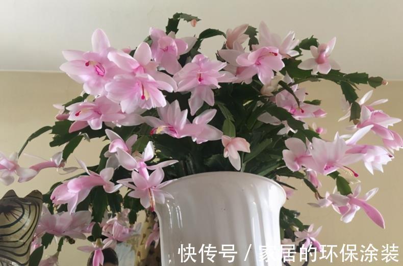 昼夜温差|8、9月养蟹爪兰,掌握住这2个小技巧,到了花期,花量翻倍