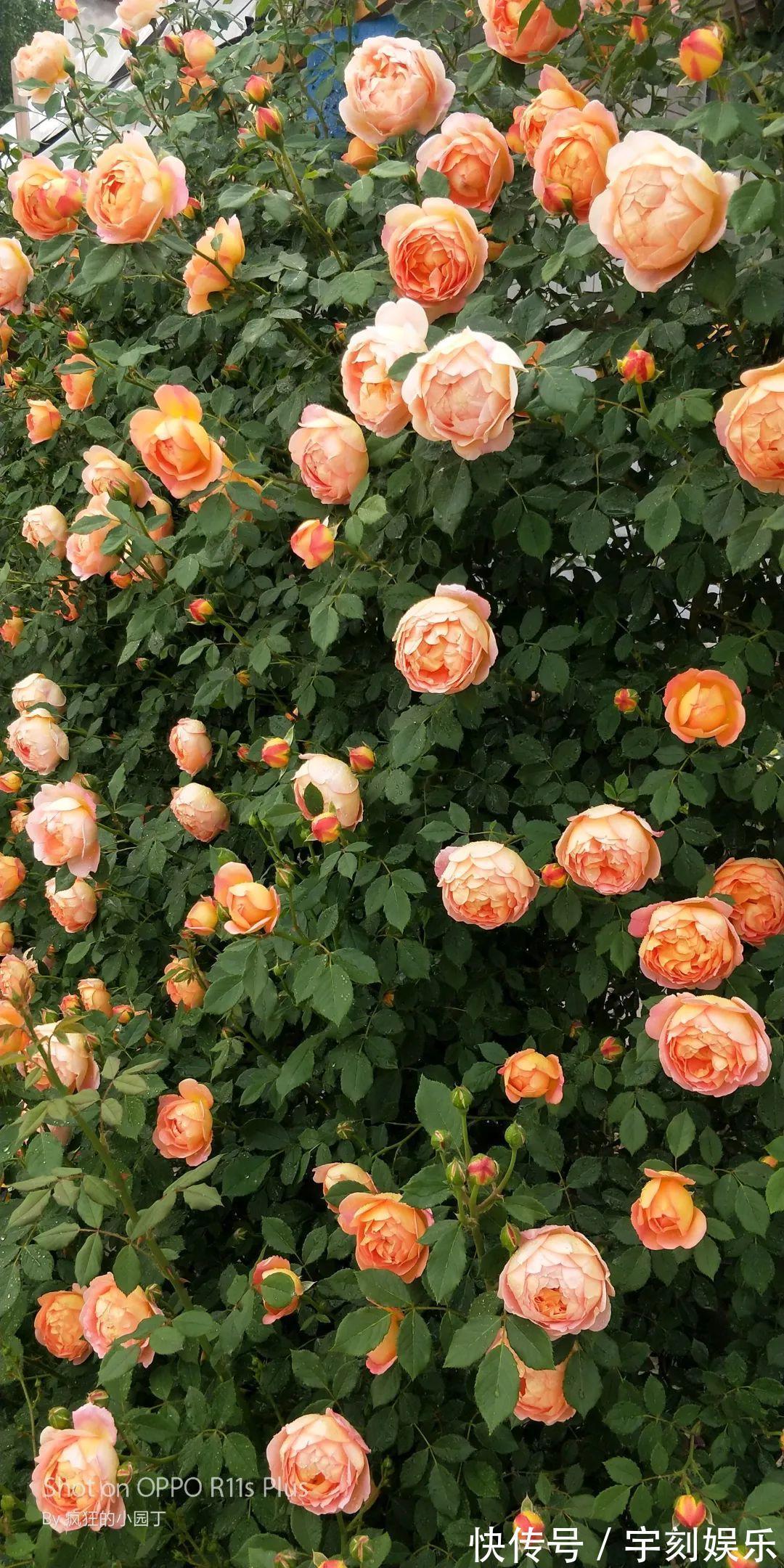 花友|月季胃口大,土里埋点料,长成一面大花墙!