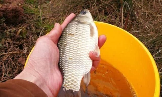 入冬后,大板鲫就难钓?那是你不晓得这3个“藏鱼”之地,莫泄密