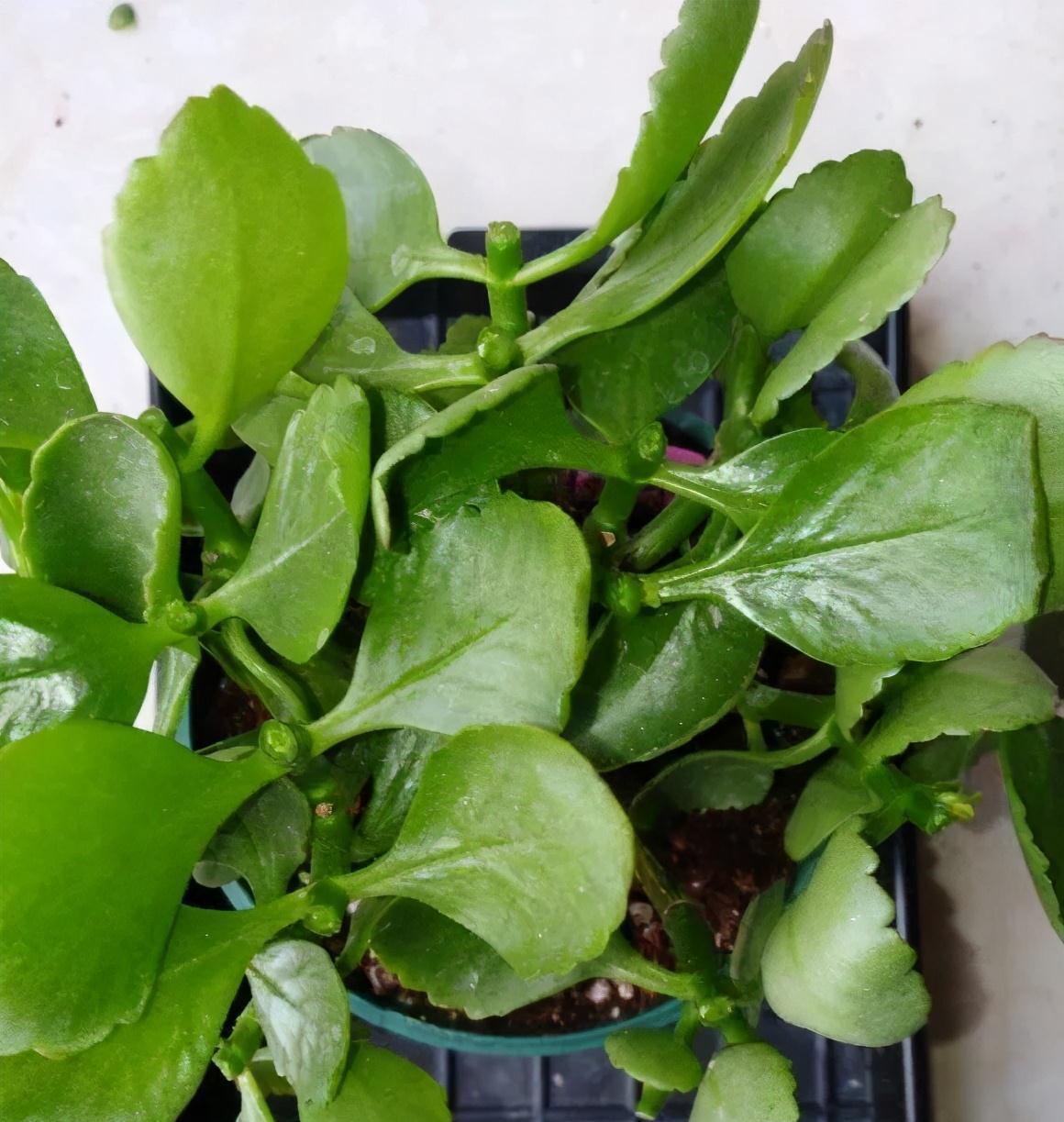 养长寿花，避开5个“坑”，开满大花头，阳台满花球