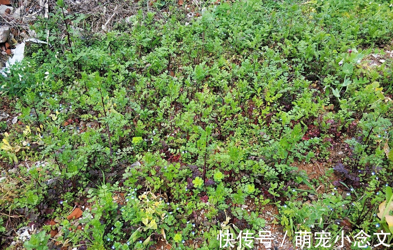 味道|味道很难闻,却有很多人采摘,用来包饺子是一绝,见到可别错过