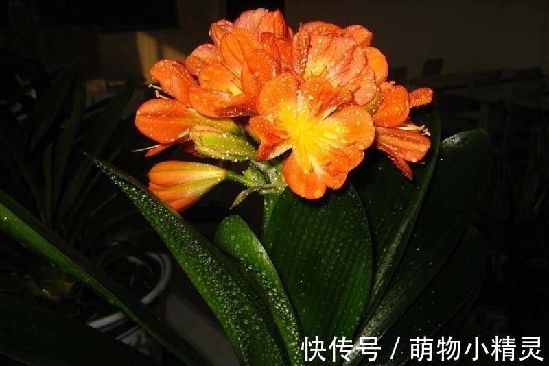 家庭养君子兰,谨记这几个要点,根系更健壮,爱长新叶子