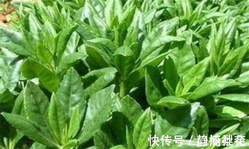 润肤|想要身体好,推荐4种食物,润肤养颜、排毒清肠,爱吃就赚到