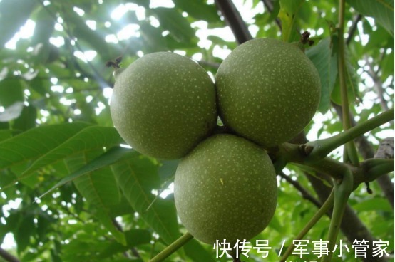 橘子皮|吃核桃剩下的“壳”不要扔,是抵抗疾病的“特效药”,多数人不知