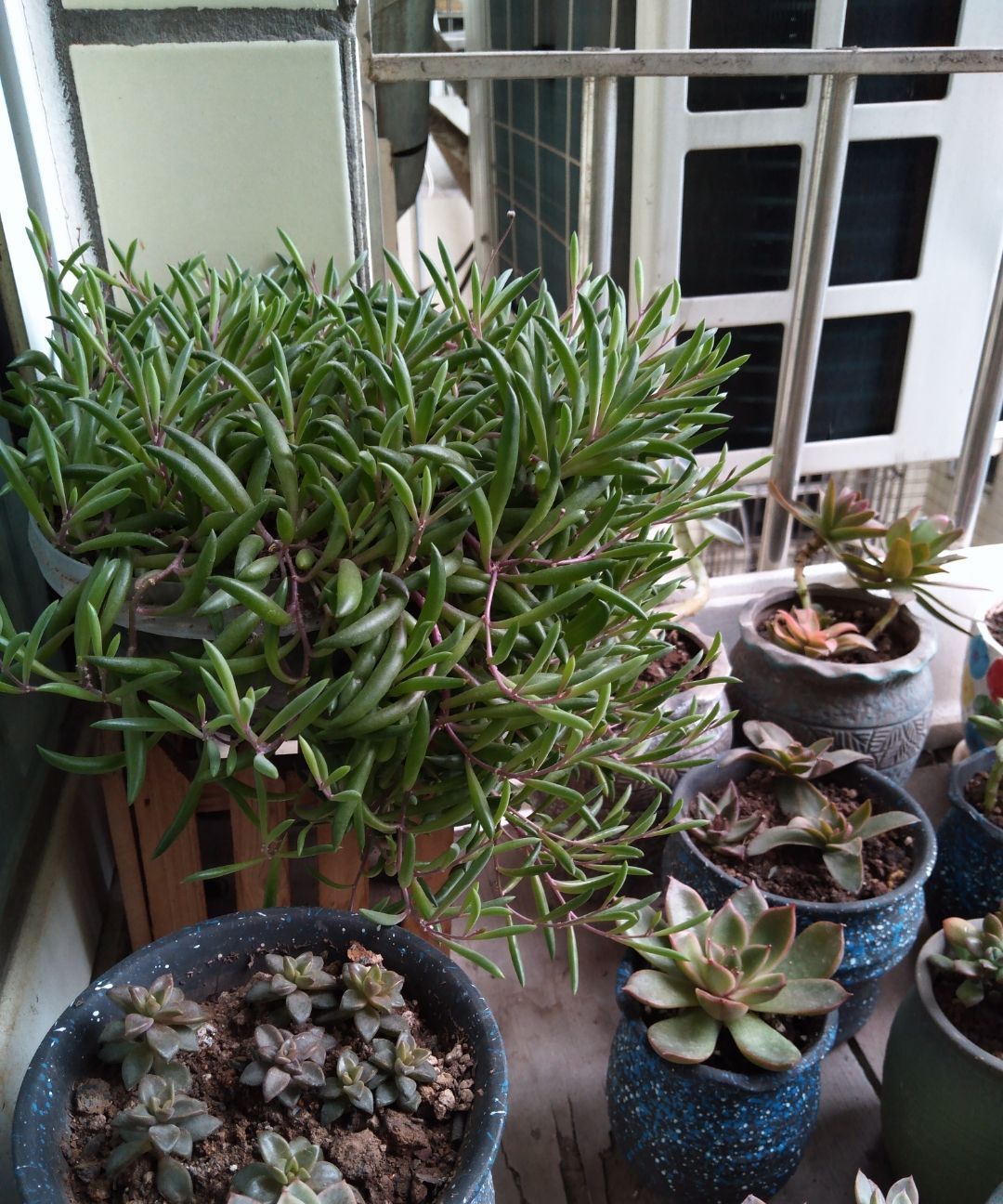 养多肉要“反向操作”,冬末直接放室外,快速上色,还容易爆小崽