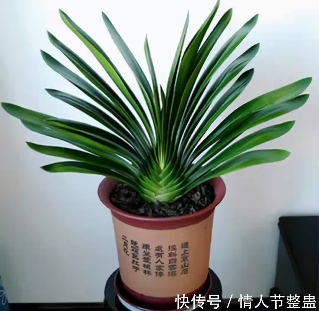 12种花，建议养一盆，不仅吸收废气，还有“旺财添福”的美好寓意