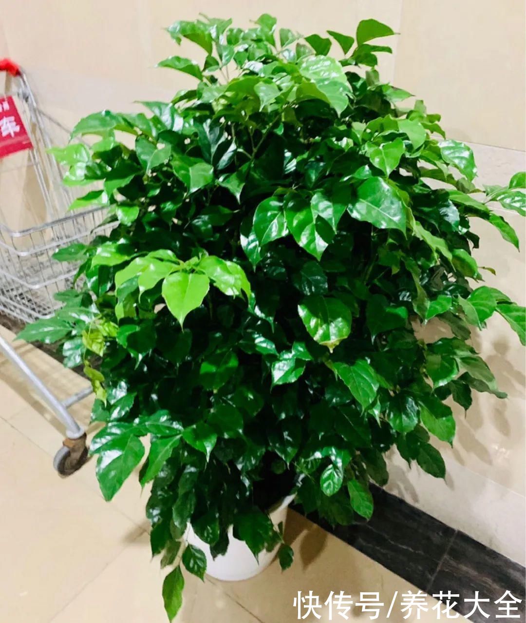 10种花越高越值钱，能长到2米，大高个霸气镇宅