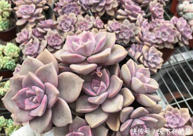 夏季|有1片叶子就能活的紫乐,夏季盆栽,注意3点才叶子肥美