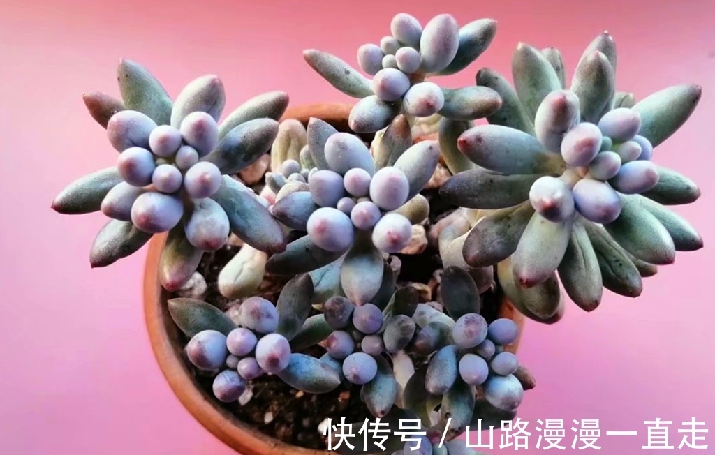 6种多肉养护用点小技巧,一年就会爆出很多头,长成手捧花超美