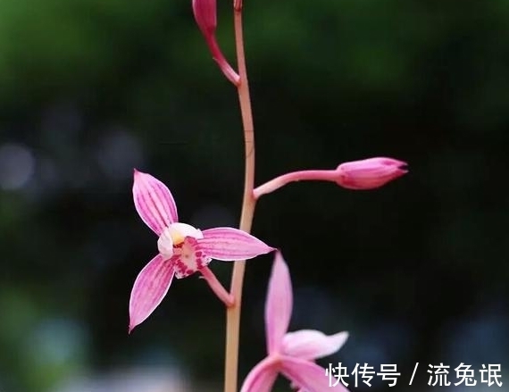 市长红是值得入手的花卉 花美 花香浓 花色独特 完美至极 粉紫色