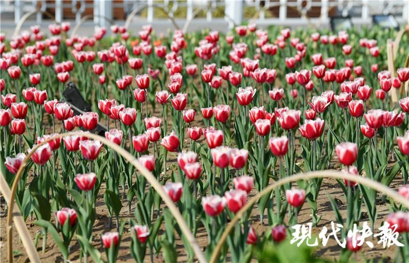 迎春光，南京玄武湖情侣园“急性子”的郁金香悄然盛放