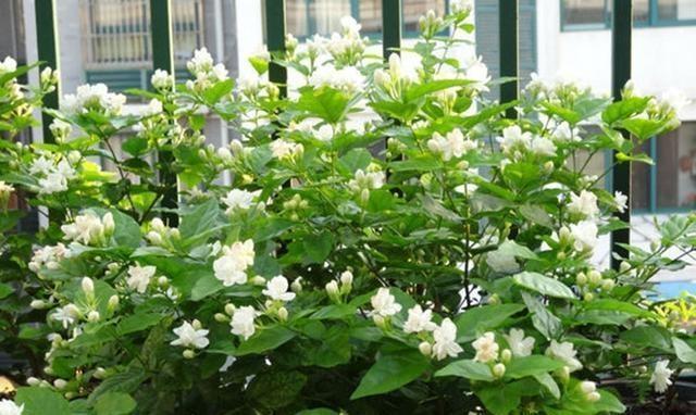 茉莉花“虚弱”的3个阶段!不能晒!越晒越傻