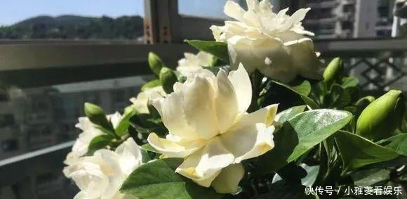 家里“过期”小药片,养花是个宝,丢在盆里,比生根水还管用!