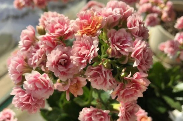 黄叶|长寿花不长还黄叶用3法急救,轻松解决,爆成大花球