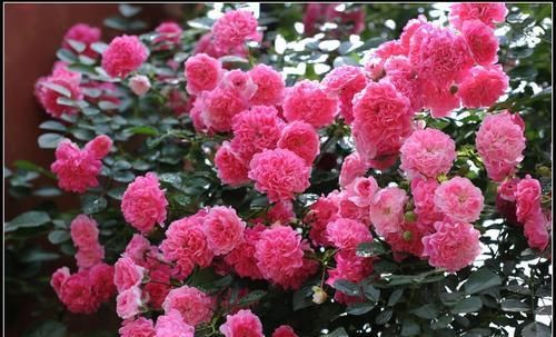 阳台养花选它，香味浓郁花量大，好养易繁殖，开花美极了