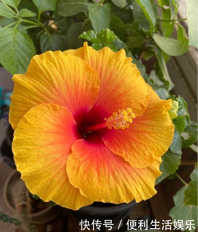 4种花能开一整年,只养一盆就够了,天天有花看!