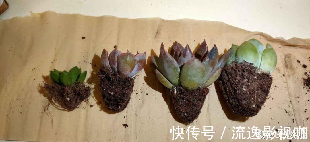 妖妖|多肉根系不够壮记住4点,半月养出大白根!