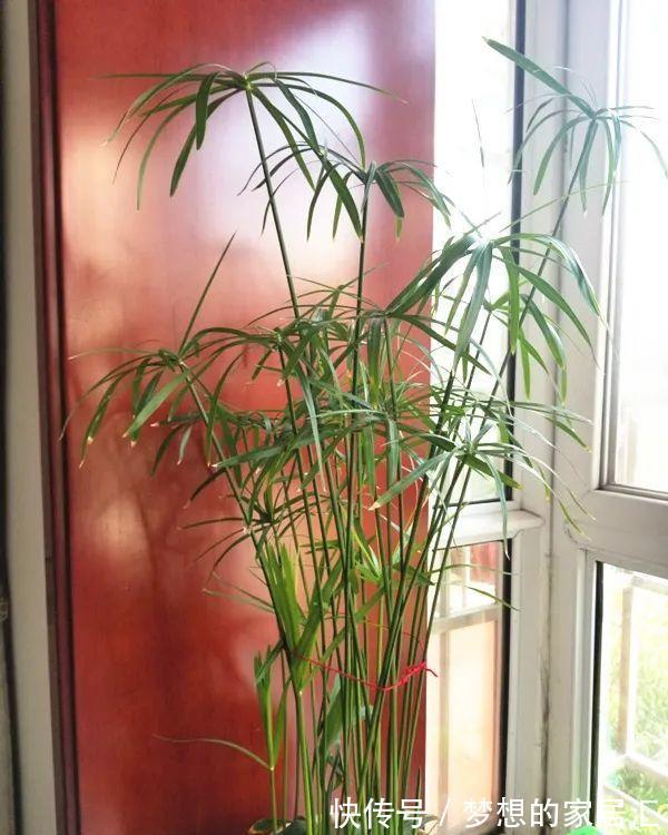 10种花太能喝水，一天一瓢水，7天爆满缸