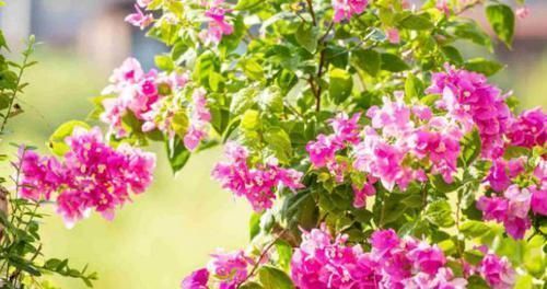 花友们|养花不会换盆,没经验就记住这些方法,换一盆旺一盆,零损伤