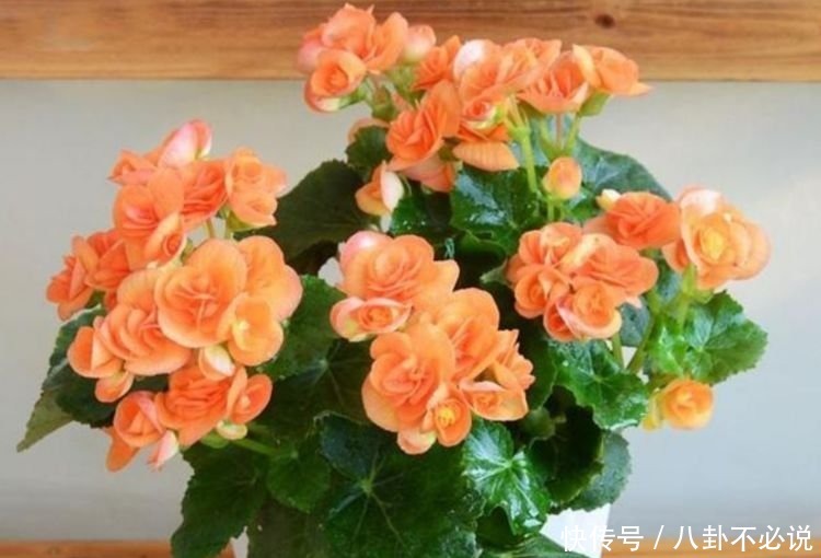 几种花,开花漂亮又好养,养上一盆四季欣赏,好养活还不贵