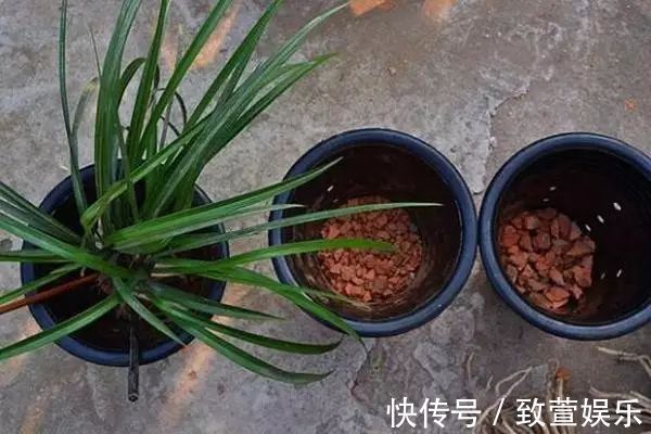 养兰花总是烂根黄叶盆底垫上常见生活垃圾,不烂根新芽冒不停