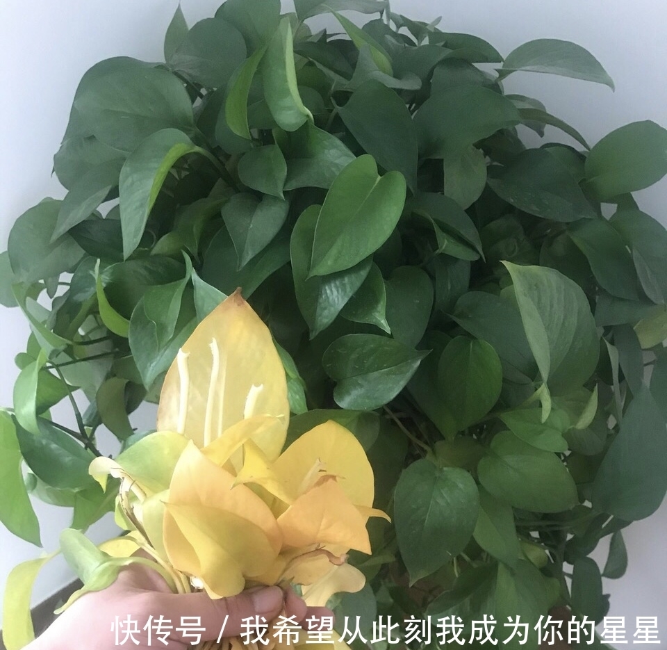 冬天养花“黄叶”怎么办？搞清楚“4个”原因，您的问题就能解决