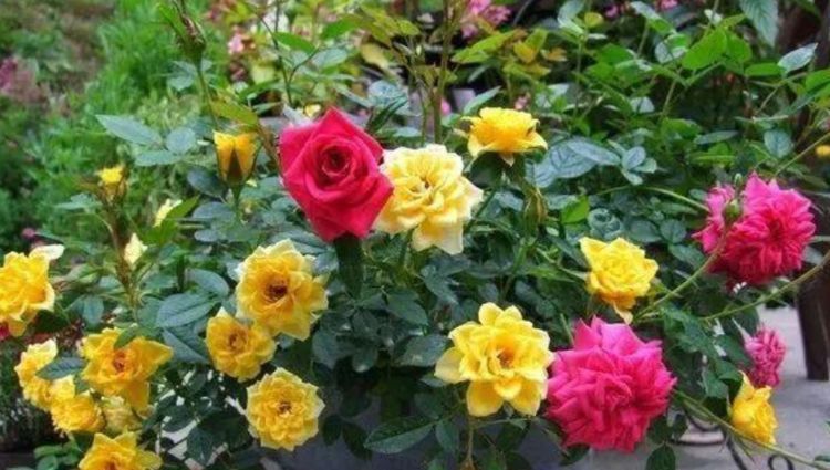 4种花“喜欢”晒太阳,越晒长得越旺,开花越多,1个月就爆盆