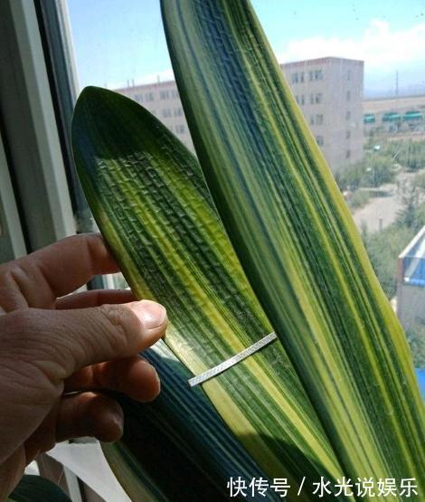 君子兰|做好“2件事”,君子兰“根壮”,新叶多,年年开“爆盆”