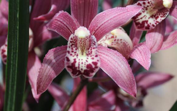 光照|9月4日-9月19日,庭院选这几款花,形态优雅精致,漂亮好养!