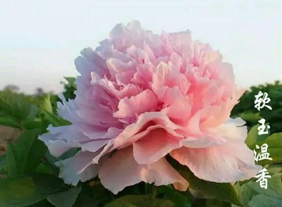 喜欢牡丹花，却一不小心买到芍药！附牡丹花品种图鉴大全