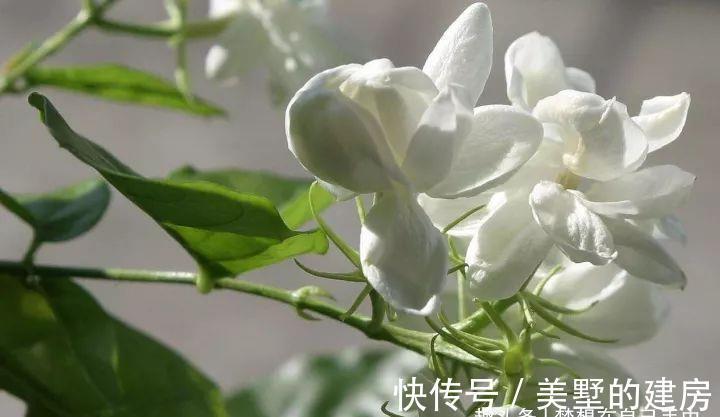 花花草草|原来花花草草也有这么多“雅称”