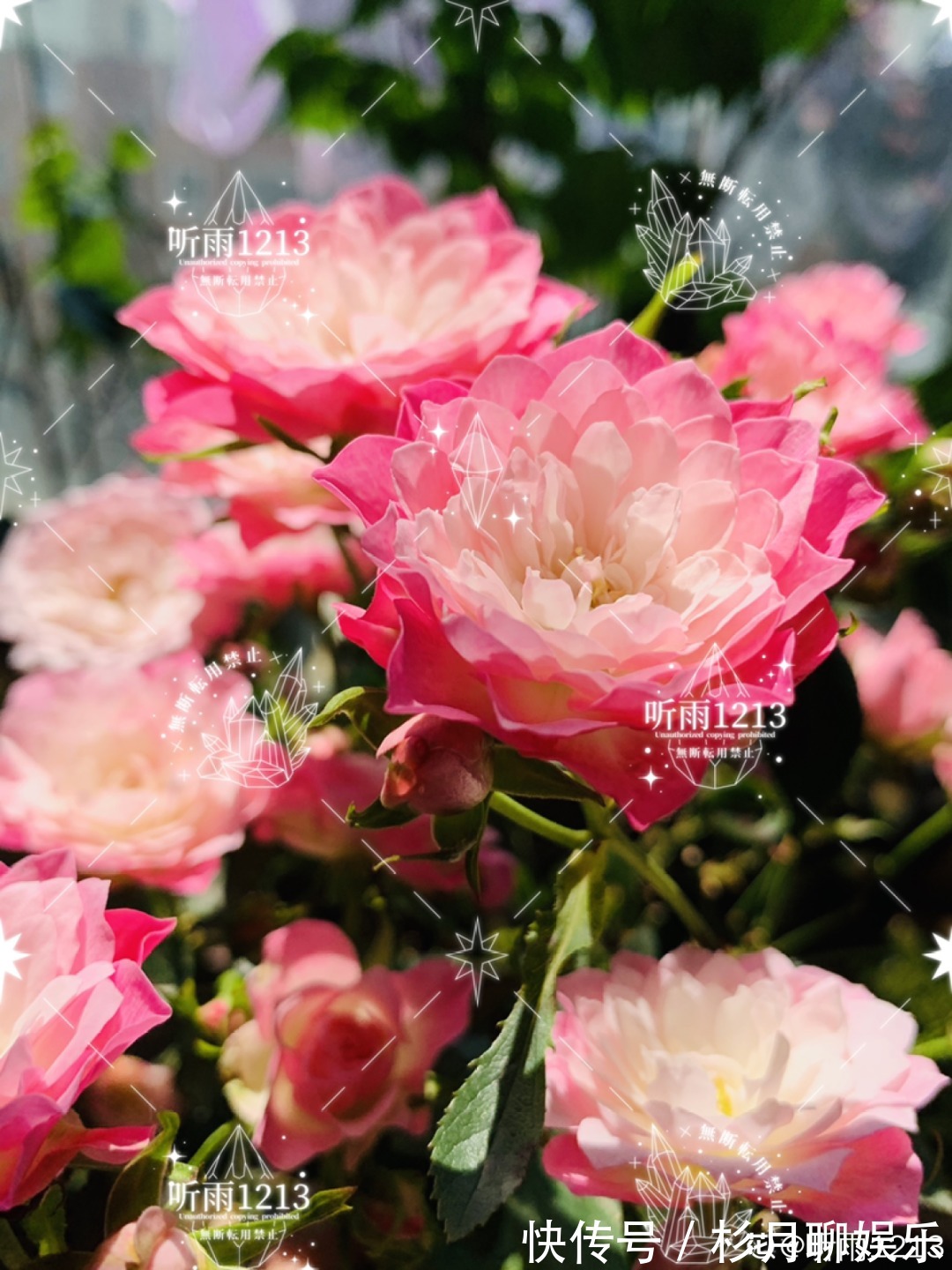 昙花|大爷家荷花种在花盆里,1次开花20朵,比巴掌还大!