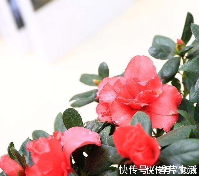 木塑板|我滴妈呀! 这户人真聪明, 只需在阳台加这个, 即使天天下雨也不愁!