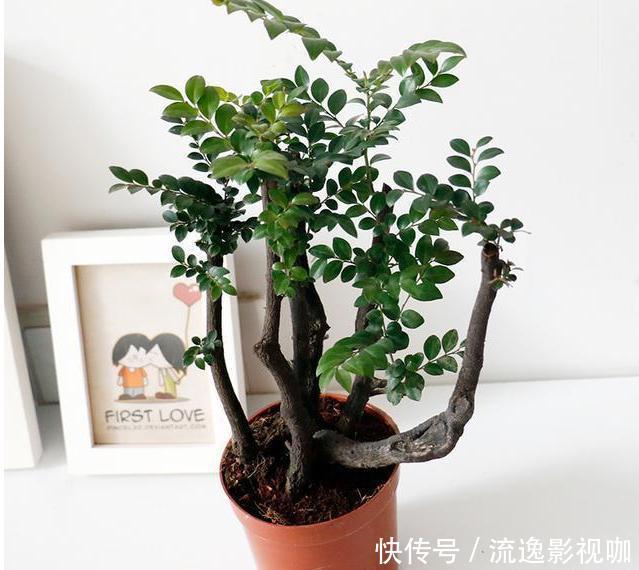 家中养花不要瞎眼!这6种花旺财又养人,而这2种花是大忌!