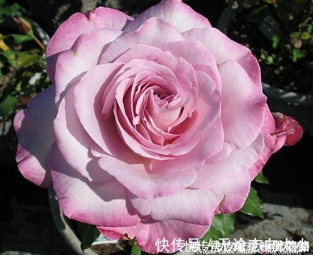 月季|20款紫色月季品种。浓香、抗病非常好养，天然紫色唯美盛开