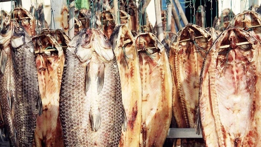 此鱼最喜欢吃螺蛳，鱼胆有大毒却是难得药材，鱼肉腌制鱼干是一绝