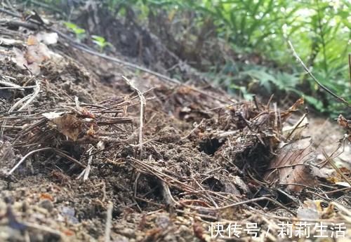 营养土的自制方法,兰友说:这样就简单了,明天开始做