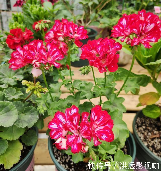 “对付”天竺葵有绝招,赶紧学会,枝枝挂花苞长疯了