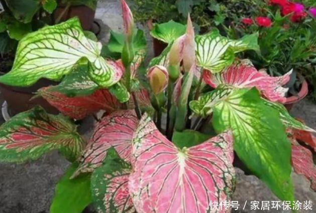 阳台养花,不妨养这4款植物,比玫瑰漂亮100倍,花大多又艳