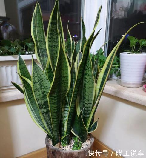 小芽|冬天虎皮兰，正在“虚弱期”，注意3个要点，小芽一个接一个